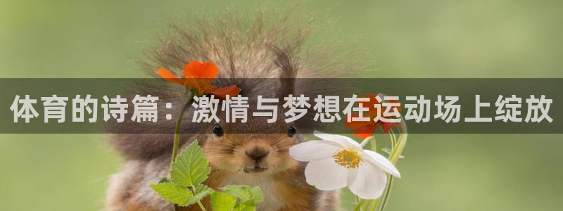 风速体育